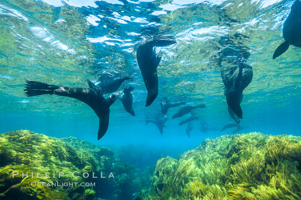 A group of juvenile and female Guadalupe fur seals rest and socialize over a shallow, kelp-covered reef.  During the summer mating season, a single adjult male will form a harem of females and continually patrol the underwater boundary of his territory, keeping the females near and intimidating other males from approaching. Guadalupe Island (Isla Guadalupe), Baja California, Mexico, Arctocephalus townsendi, natural history stock photograph, photo id 09690