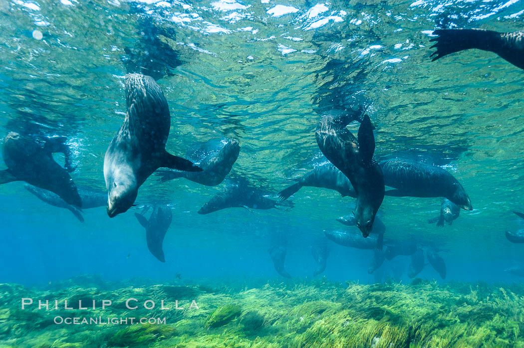 A group of juvenile and female Guadalupe fur seals rest and socialize over a shallow, kelp-covered reef.  During the summer mating season, a single adjult male will form a harem of females and continually patrol the underwater boundary of his territory, keeping the females near and intimidating other males from approaching. Guadalupe Island (Isla Guadalupe), Baja California, Mexico, Arctocephalus townsendi, natural history stock photograph, photo id 09694
