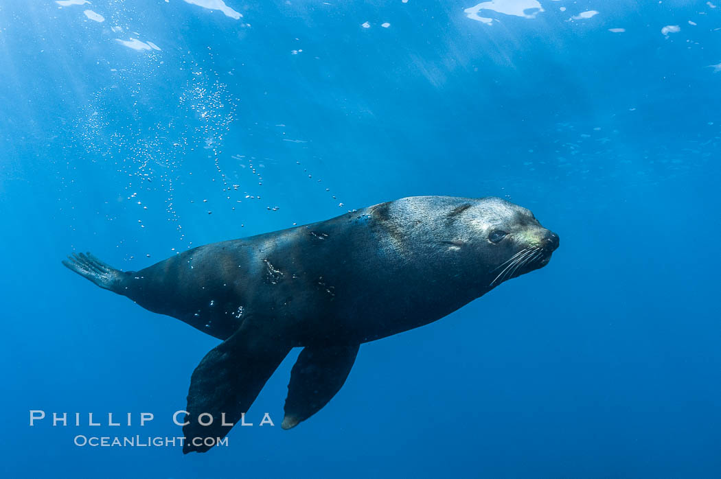 Adult male Guadalupe fur seal, acting territorially, patrolling his harem boundary.  An endangered species, the Guadalupe fur seal appears to be recovering in both numbers and range. Guadalupe Island (Isla Guadalupe), Baja California, Mexico, Arctocephalus townsendi, natural history stock photograph, photo id 09710