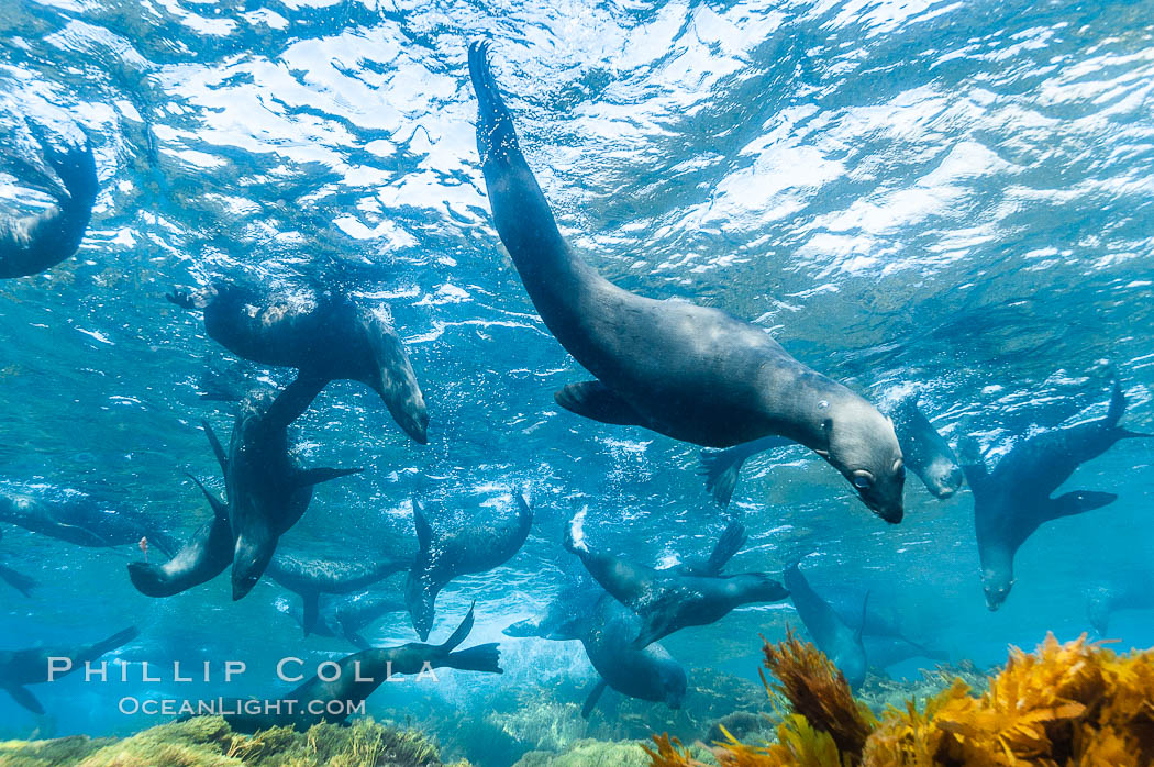 A group of juvenile and female Guadalupe fur seals rest and socialize over a shallow, kelp-covered reef.  During the summer mating season, a single adjult male will form a harem of females and continually patrol the underwater boundary of his territory, keeping the females near and intimidating other males from approaching. Guadalupe Island (Isla Guadalupe), Baja California, Mexico, Arctocephalus townsendi, natural history stock photograph, photo id 09684