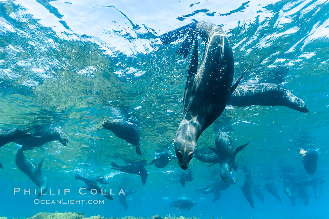 A group of juvenile and female Guadalupe fur seals rest and socialize over a shallow, kelp-covered reef.  During the summer mating season, a single adjult male will form a harem of females and continually patrol the underwater boundary of his territory, keeping the females near and intimidating other males from approaching. Guadalupe Island (Isla Guadalupe), Baja California, Mexico, Arctocephalus townsendi, natural history stock photograph, photo id 09688