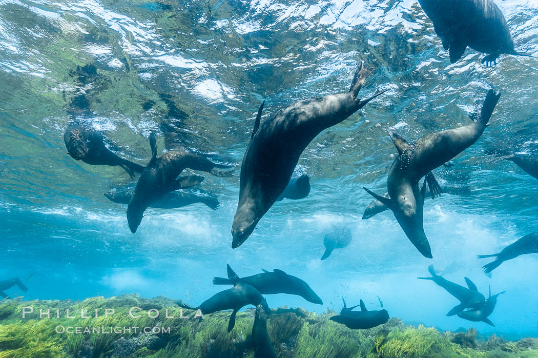 A group of juvenile and female Guadalupe fur seals rest and socialize over a shallow, kelp-covered reef.  During the summer mating season, a single adjult male will form a harem of females and continually patrol the underwater boundary of his territory, keeping the females near and intimidating other males from approaching. Guadalupe Island (Isla Guadalupe), Baja California, Mexico, Arctocephalus townsendi, natural history stock photograph, photo id 09692