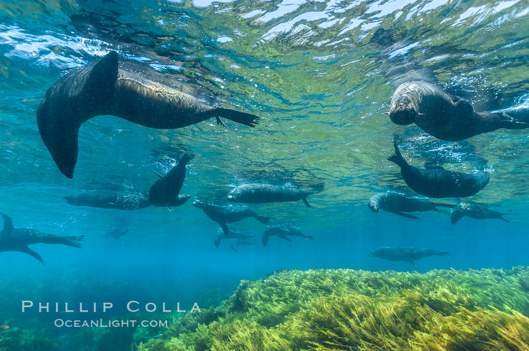 A group of juvenile and female Guadalupe fur seals rest and socialize over a shallow, kelp-covered reef.  During the summer mating season, a single adjult male will form a harem of females and continually patrol the underwater boundary of his territory, keeping the females near and intimidating other males from approaching. Guadalupe Island (Isla Guadalupe), Baja California, Mexico, Arctocephalus townsendi, natural history stock photograph, photo id 09696