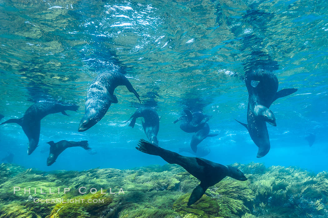 A group of juvenile and female Guadalupe fur seals rest and socialize over a shallow, kelp-covered reef.  During the summer mating season, a single adjult male will form a harem of females and continually patrol the underwater boundary of his territory, keeping the females near and intimidating other males from approaching. Guadalupe Island (Isla Guadalupe), Baja California, Mexico, Arctocephalus townsendi, natural history stock photograph, photo id 09700