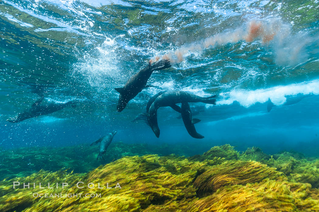 A group of juvenile and female Guadalupe fur seals rest and socialize over a shallow, kelp-covered reef.  During the summer mating season, a single adjult male will form a harem of females and continually patrol the underwater boundary of his territory, keeping the females near and intimidating other males from approaching. Guadalupe Island (Isla Guadalupe), Baja California, Mexico, Arctocephalus townsendi, natural history stock photograph, photo id 09704