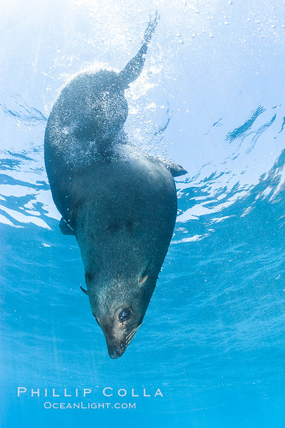 Adult male Guadalupe fur seal resting, bubbles emitted from dense, two-layered fur for which it was formerly hunted to near extinction.  An endangered species, the Guadalupe fur seal appears to be recovering in both numbers and range. Guadalupe Island (Isla Guadalupe), Baja California, Mexico, Arctocephalus townsendi, natural history stock photograph, photo id 09708