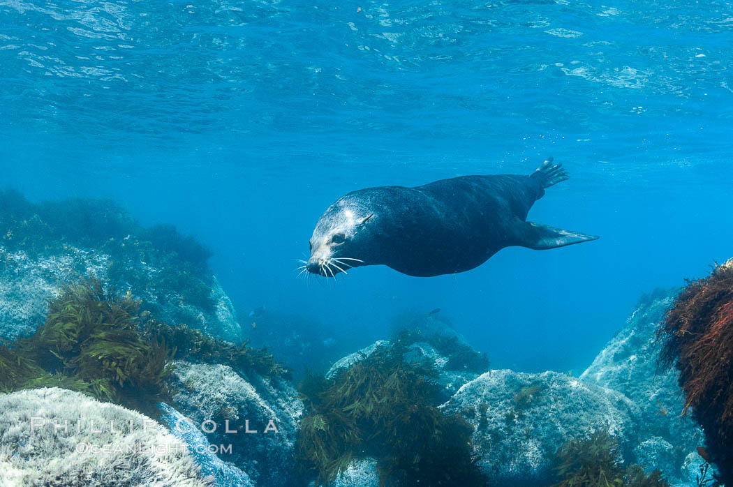 Adult male Guadalupe fur seal, acting territorially, patrolling his harem boundary.  An endangered species, the Guadalupe fur seal appears to be recovering in both numbers and range., Arctocephalus townsendi, natural history stock photograph, photo id 09712