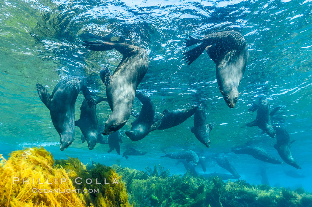 A group of juvenile and female Guadalupe fur seals rest and socialize over a shallow, kelp-covered reef.  During the summer mating season, a single adjult male will form a harem of females and continually patrol the underwater boundary of his territory, keeping the females near and intimidating other males from approaching, Arctocephalus townsendi, Guadalupe Island (Isla Guadalupe)