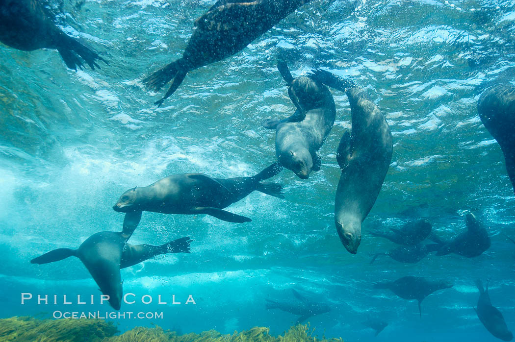 A group of juvenile and female Guadalupe fur seals rest and socialize over a shallow, kelp-covered reef.  During the summer mating season, a single adjult male will form a harem of females and continually patrol the underwater boundary of his territory, keeping the females near and intimidating other males from approaching. Guadalupe Island (Isla Guadalupe), Baja California, Mexico, Arctocephalus townsendi, natural history stock photograph, photo id 09687