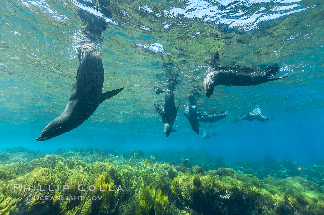 A group of juvenile and female Guadalupe fur seals rest and socialize over a shallow, kelp-covered reef.  During the summer mating season, a single adjult male will form a harem of females and continually patrol the underwater boundary of his territory, keeping the females near and intimidating other males from approaching. Guadalupe Island (Isla Guadalupe), Baja California, Mexico, Arctocephalus townsendi, natural history stock photograph, photo id 09691