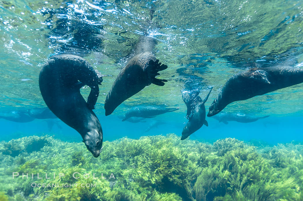 A group of juvenile and female Guadalupe fur seals rest and socialize over a shallow, kelp-covered reef.  During the summer mating season, a single adjult male will form a harem of females and continually patrol the underwater boundary of his territory, keeping the females near and intimidating other males from approaching. Guadalupe Island (Isla Guadalupe), Baja California, Mexico, Arctocephalus townsendi, natural history stock photograph, photo id 09699