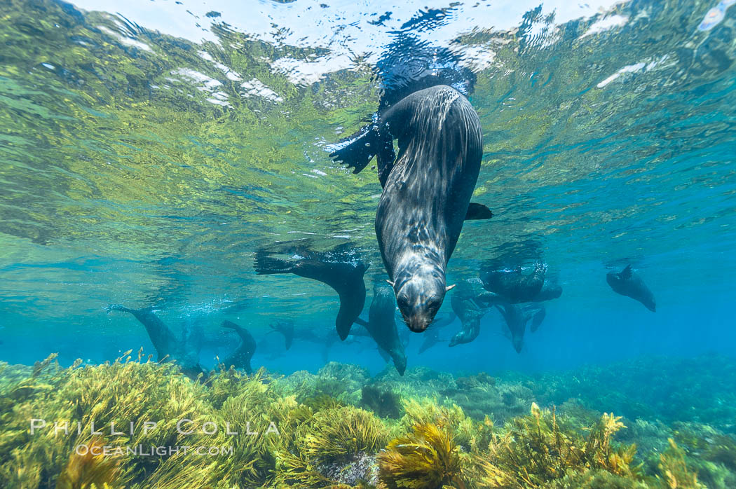 A group of juvenile and female Guadalupe fur seals rest and socialize over a shallow, kelp-covered reef.  During the summer mating season, a single adjult male will form a harem of females and continually patrol the underwater boundary of his territory, keeping the females near and intimidating other males from approaching. Guadalupe Island (Isla Guadalupe), Baja California, Mexico, Arctocephalus townsendi, natural history stock photograph, photo id 09703