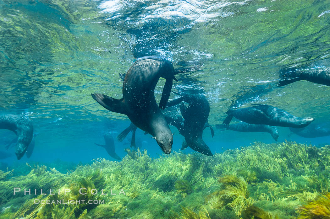 A group of juvenile and female Guadalupe fur seals rest and socialize over a shallow, kelp-covered reef.  During the summer mating season, a single adjult male will form a harem of females and continually patrol the underwater boundary of his territory, keeping the females near and intimidating other males from approaching. Guadalupe Island (Isla Guadalupe), Baja California, Mexico, Arctocephalus townsendi, natural history stock photograph, photo id 09685