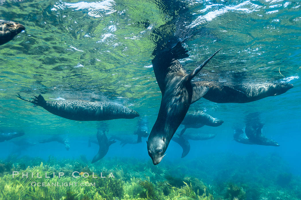 A group of juvenile and female Guadalupe fur seals rest and socialize over a shallow, kelp-covered reef.  During the summer mating season, a single adjult male will form a harem of females and continually patrol the underwater boundary of his territory, keeping the females near and intimidating other males from approaching. Guadalupe Island (Isla Guadalupe), Baja California, Mexico, Arctocephalus townsendi, natural history stock photograph, photo id 09689