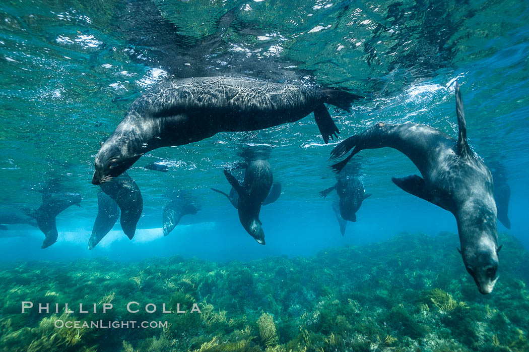 A group of juvenile and female Guadalupe fur seals rest and socialize over a shallow, kelp-covered reef.  During the summer mating season, a single adjult male will form a harem of females and continually patrol the underwater boundary of his territory, keeping the females near and intimidating other males from approaching. Guadalupe Island (Isla Guadalupe), Baja California, Mexico, Arctocephalus townsendi, natural history stock photograph, photo id 09697