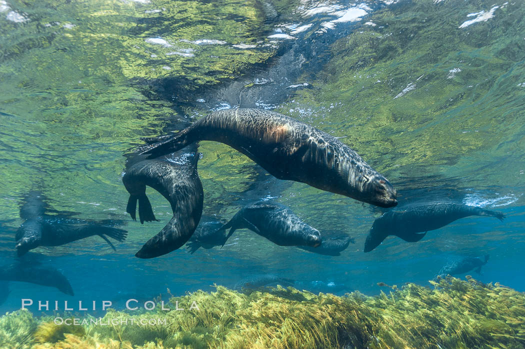 A group of juvenile and female Guadalupe fur seals rest and socialize over a shallow, kelp-covered reef.  During the summer mating season, a single adjult male will form a harem of females and continually patrol the underwater boundary of his territory, keeping the females near and intimidating other males from approaching. Guadalupe Island (Isla Guadalupe), Baja California, Mexico, Arctocephalus townsendi, natural history stock photograph, photo id 09701