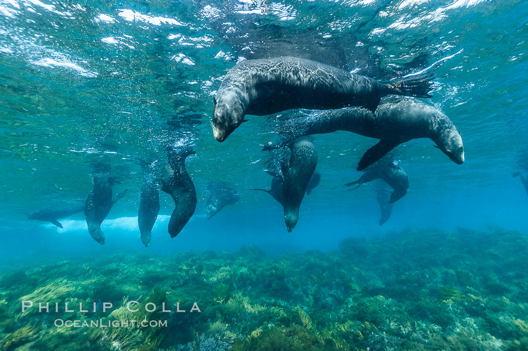 A group of juvenile and female Guadalupe fur seals rest and socialize over a shallow, kelp-covered reef.  During the summer mating season, a single adjult male will form a harem of females and continually patrol the underwater boundary of his territory, keeping the females near and intimidating other males from approaching. Guadalupe Island (Isla Guadalupe), Baja California, Mexico, Arctocephalus townsendi, natural history stock photograph, photo id 09705
