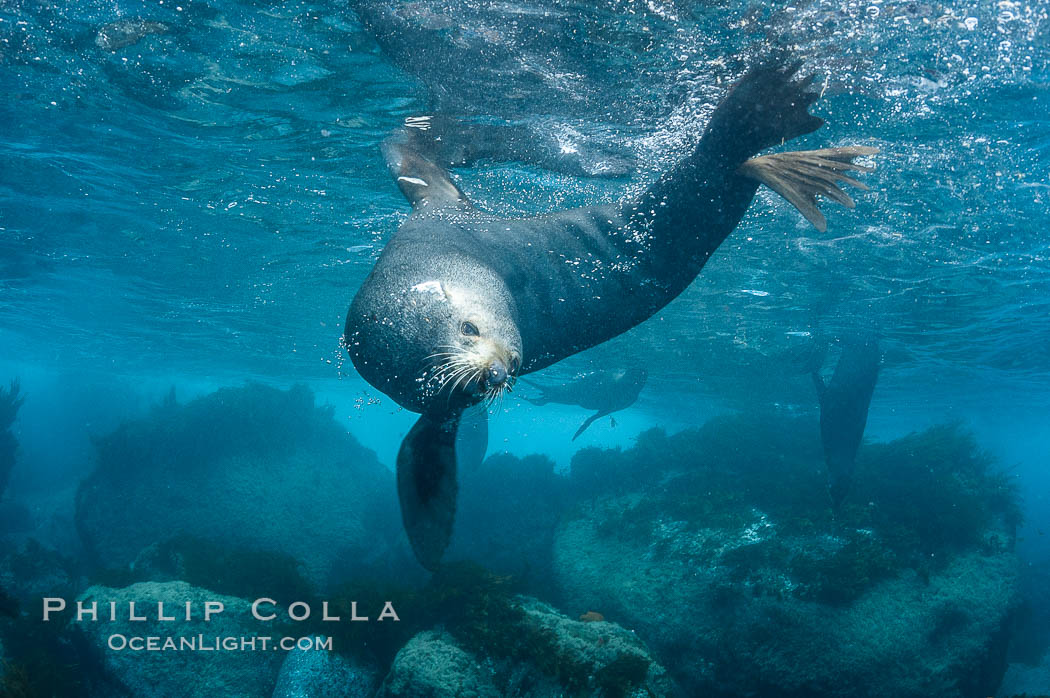 Adult male Guadalupe fur seal, acting territorially, patrolling his harem boundary.  An endangered species, the Guadalupe fur seal appears to be recovering in both numbers and range., Arctocephalus townsendi, natural history stock photograph, photo id 09713