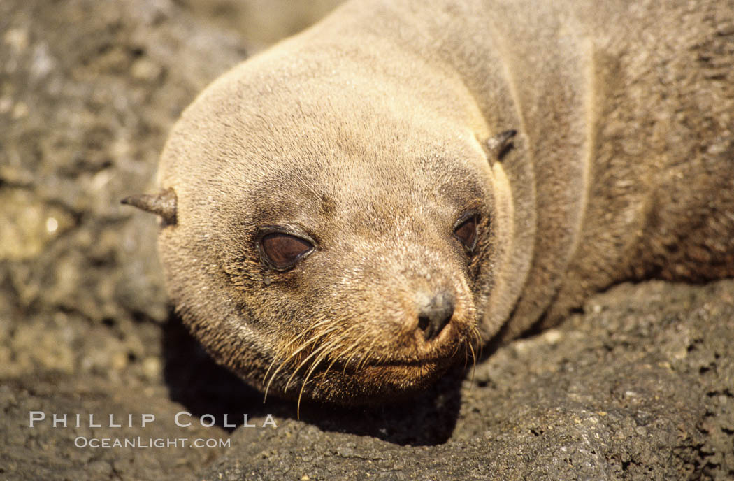 Guadalupe fur seal., Arctocephalus townsendi, natural history stock photograph, photo id 10326