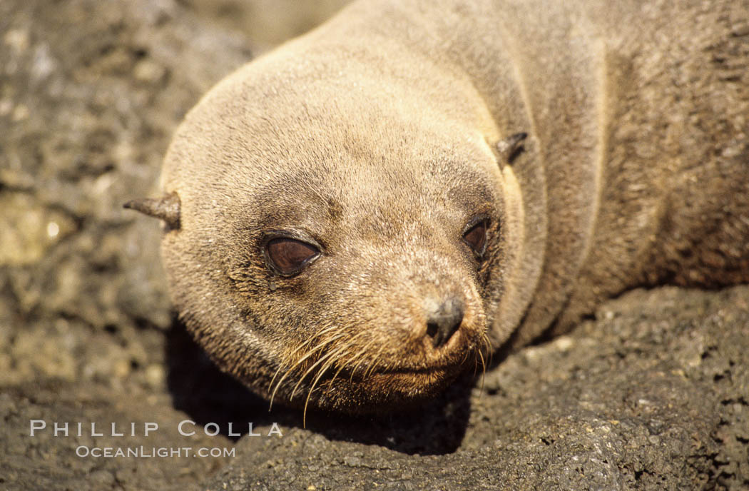 Guadalupe fur seal. Guadalupe Island (Isla Guadalupe), Baja California, Mexico, Arctocephalus townsendi, natural history stock photograph, photo id 10326