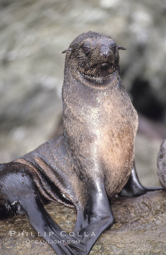 Guadalupe fur seal. Guadalupe Island (Isla Guadalupe), Baja California, Mexico, Arctocephalus townsendi, natural history stock photograph, photo id 10330