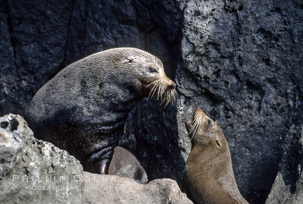 Guadalupe fur seal. Guadalupe Island (Isla Guadalupe), Baja California, Mexico, Arctocephalus townsendi, natural history stock photograph, photo id 10338