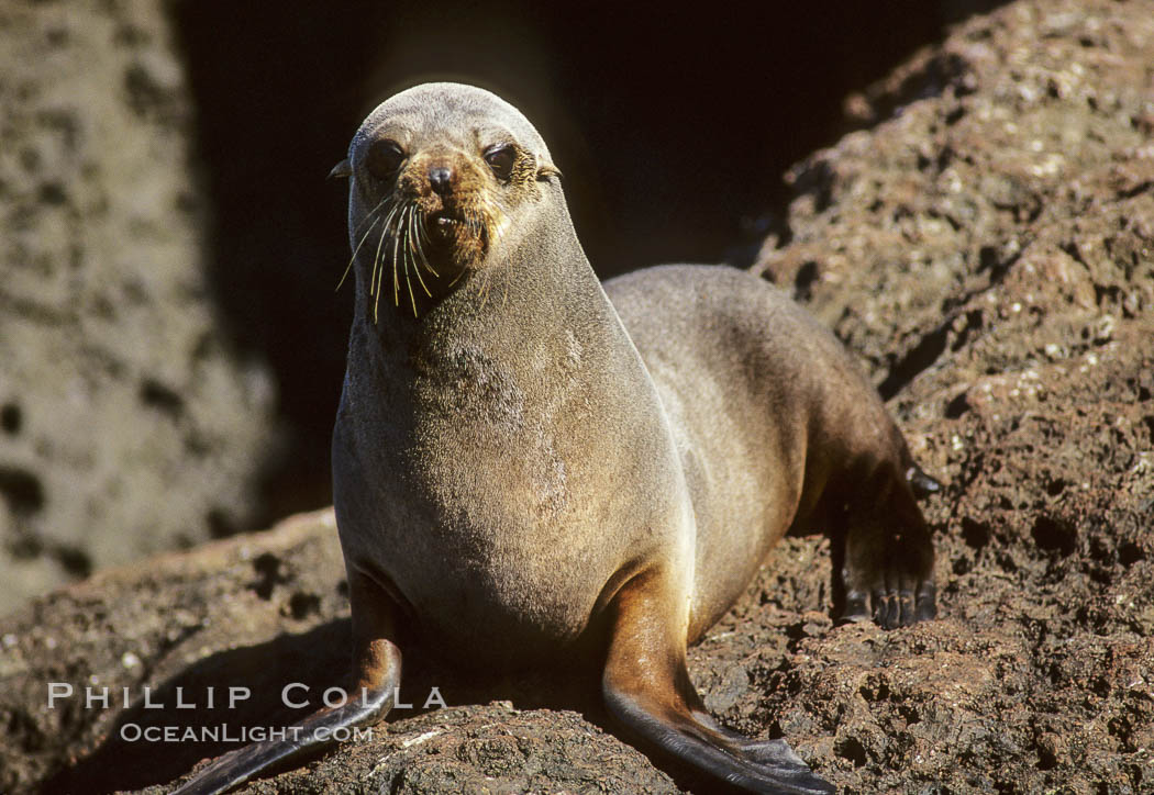 Guadalupe fur seal. Guadalupe Island (Isla Guadalupe), Baja California, Mexico, Arctocephalus townsendi, natural history stock photograph, photo id 10342