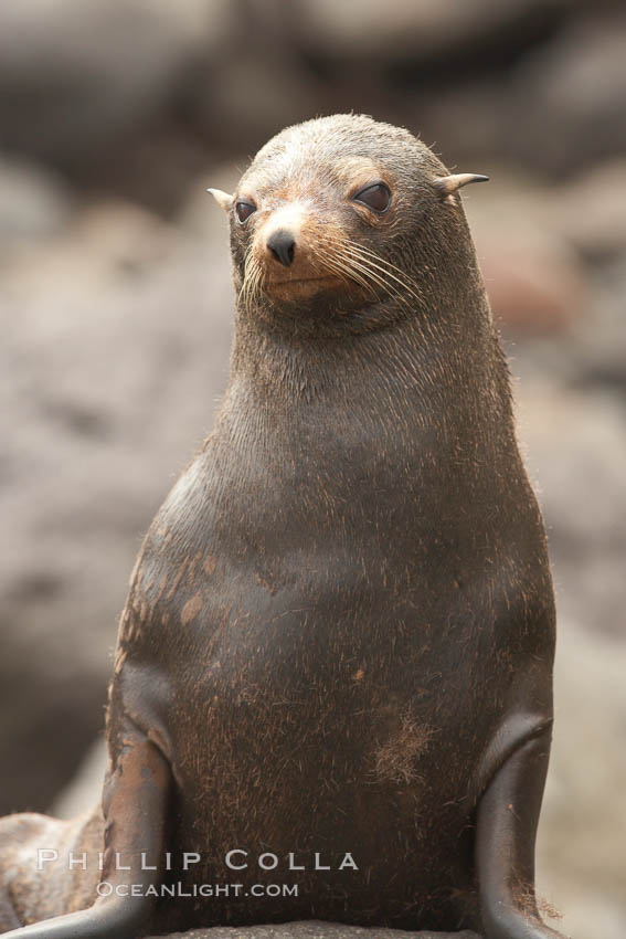 Guadalupe fur seal, hauled out upon volcanic rocks along the shoreline of Guadalupe Island. Guadalupe Island (Isla Guadalupe), Baja California, Mexico, Arctocephalus townsendi, natural history stock photograph, photo id 21350