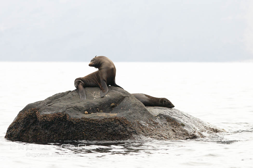 Guadalupe fur seal, hauled out upon volcanic rocks along the shoreline of Guadalupe Island. Guadalupe Island (Isla Guadalupe), Baja California, Mexico, Arctocephalus townsendi, natural history stock photograph, photo id 21374