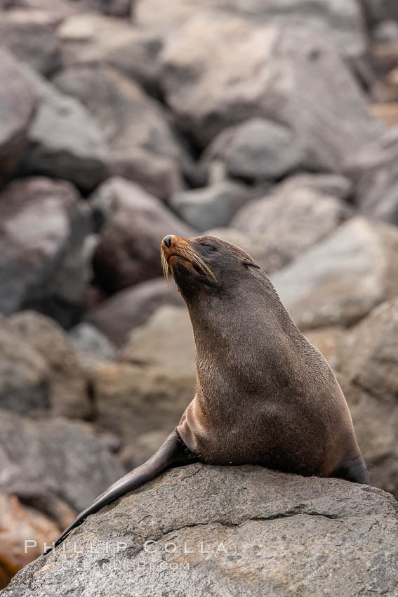 Guadalupe fur seal, hauled out upon volcanic rocks along the shoreline of Guadalupe Island. Guadalupe Island (Isla Guadalupe), Baja California, Mexico, Arctocephalus townsendi, natural history stock photograph, photo id 21442