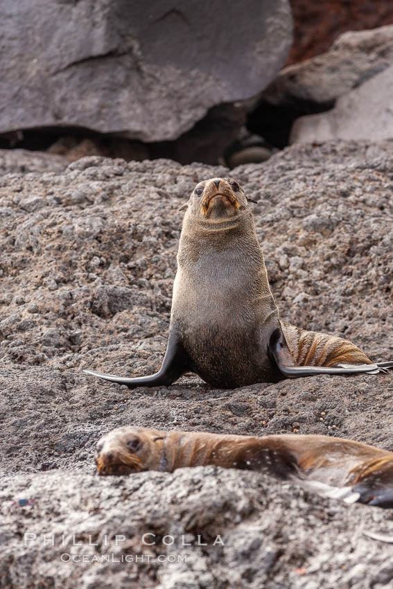 Guadalupe fur seal, hauled out upon volcanic rocks along the shoreline of Guadalupe Island. Guadalupe Island (Isla Guadalupe), Baja California, Mexico, Arctocephalus townsendi, natural history stock photograph, photo id 21446