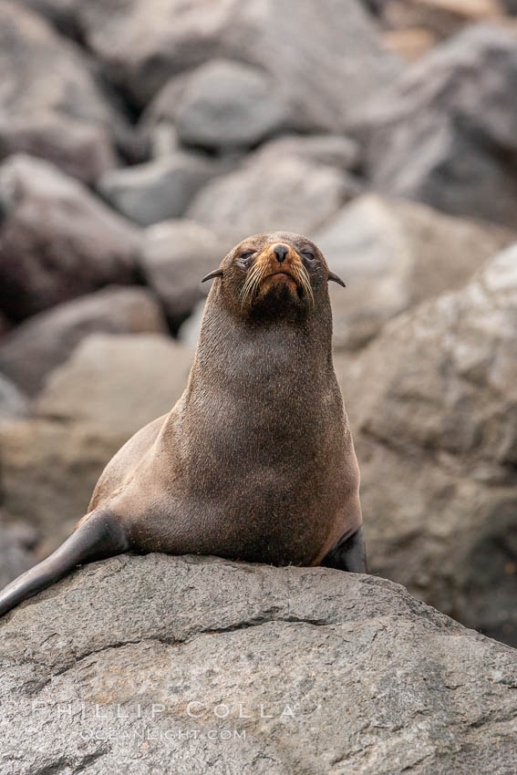 Guadalupe fur seal, hauled out upon volcanic rocks along the shoreline of Guadalupe Island. Guadalupe Island (Isla Guadalupe), Baja California, Mexico, Arctocephalus townsendi, natural history stock photograph, photo id 21470