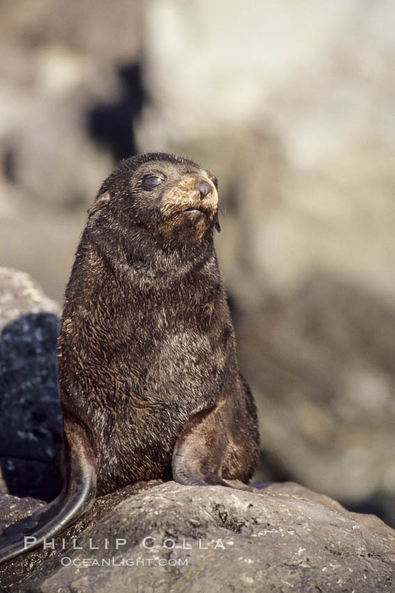 Guadalupe fur seal pup., Arctocephalus townsendi, natural history stock photograph, photo id 10324