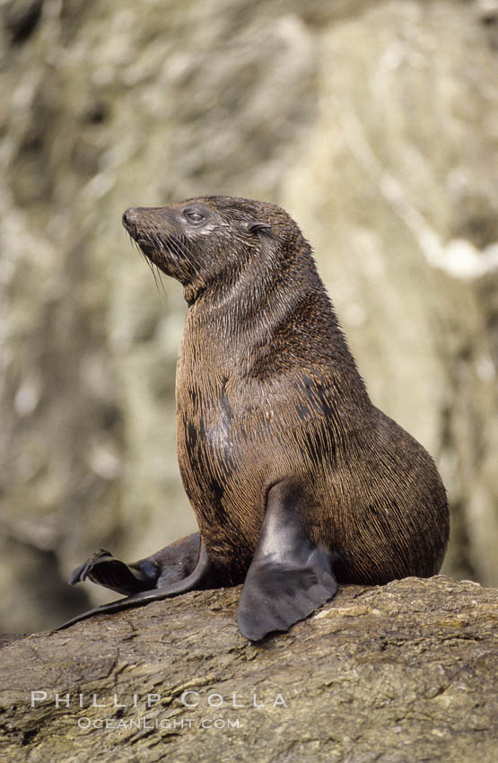 Guadalupe fur seal., Arctocephalus townsendi, natural history stock photograph, photo id 10328