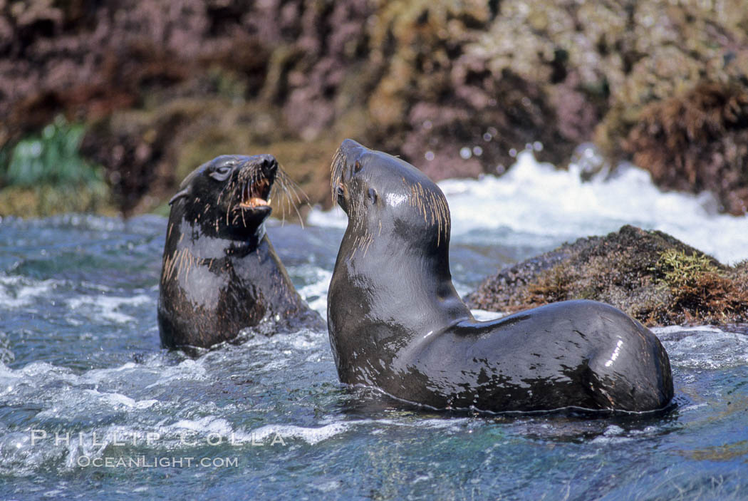 Guadalupe fur seal. Guadalupe Island (Isla Guadalupe), Baja California, Mexico, Arctocephalus townsendi, natural history stock photograph, photo id 10332