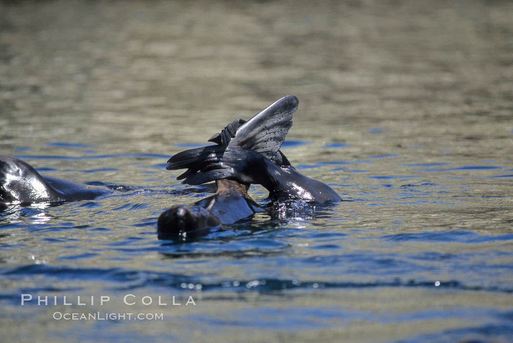 Guadalupe fur seal., Arctocephalus townsendi, natural history stock photograph, photo id 10336