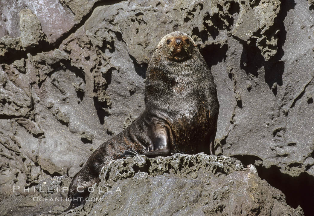 Guadalupe fur seal. Guadalupe Island (Isla Guadalupe), Baja California, Mexico, Arctocephalus townsendi, natural history stock photograph, photo id 10344