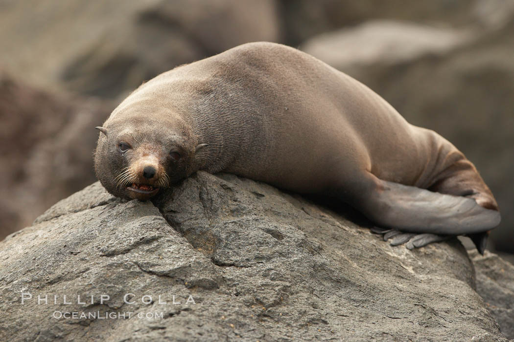 Guadalupe fur seal, hauled out upon volcanic rocks along the shoreline of Guadalupe Island. Guadalupe Island (Isla Guadalupe), Baja California, Mexico, Arctocephalus townsendi, natural history stock photograph, photo id 21372