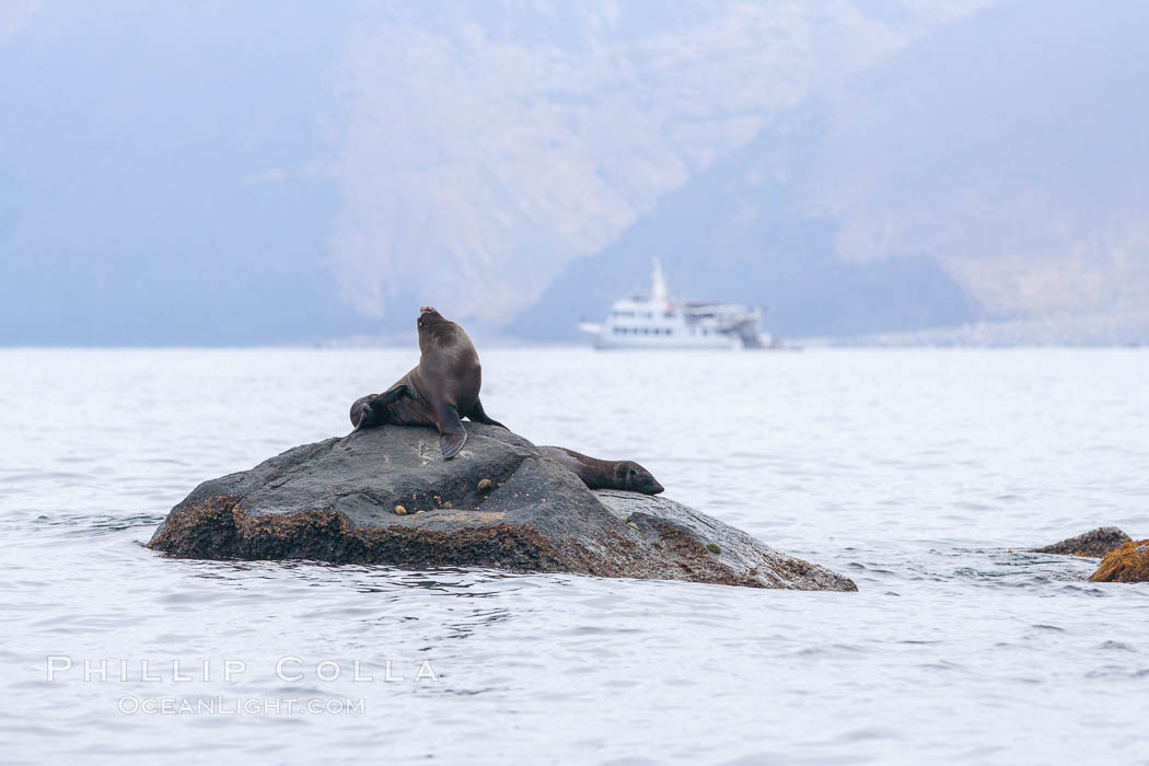 Guadalupe fur seal, hauled out upon volcanic rocks along the shoreline of Guadalupe Island. Guadalupe Island (Isla Guadalupe), Baja California, Mexico, Arctocephalus townsendi, natural history stock photograph, photo id 21444