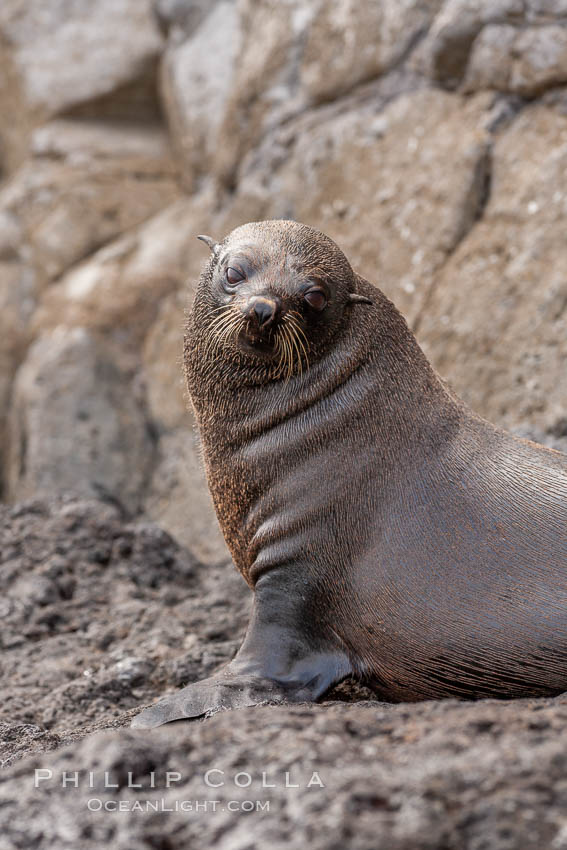 Guadalupe fur seal, hauled out upon volcanic rocks along the shoreline of Guadalupe Island. Guadalupe Island (Isla Guadalupe), Baja California, Mexico, Arctocephalus townsendi, natural history stock photograph, photo id 21448