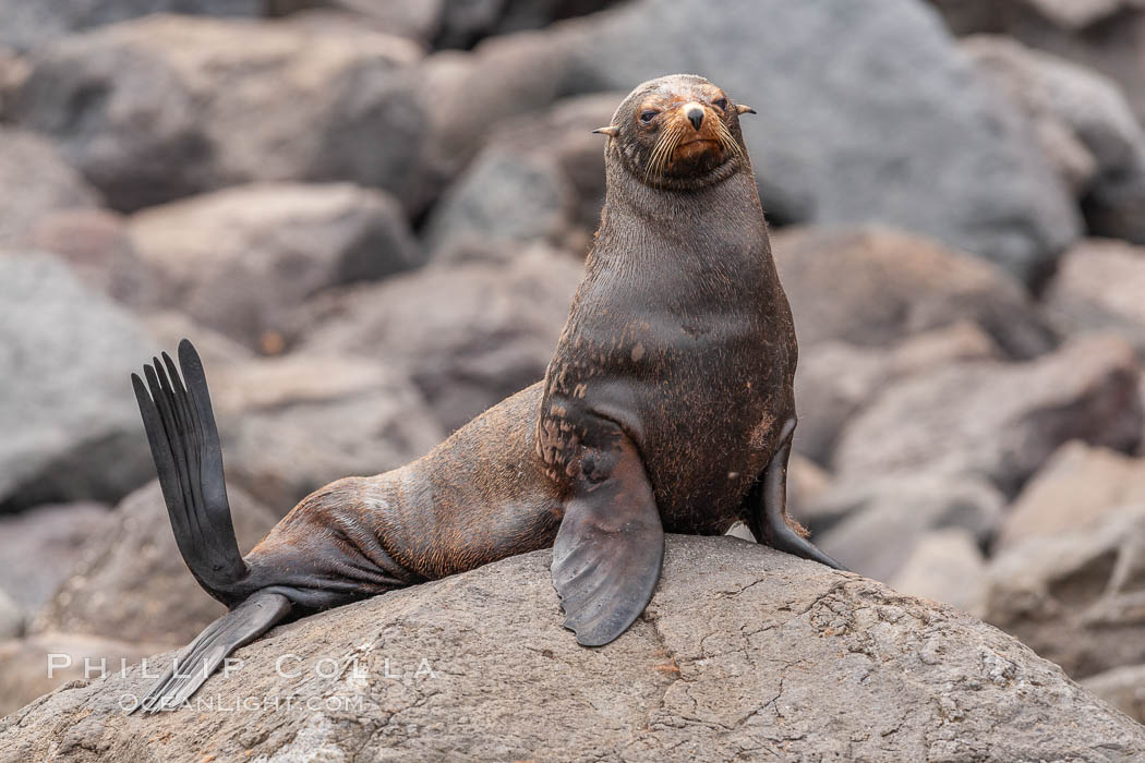 Guadalupe fur seal, hauled out upon volcanic rocks along the shoreline of Guadalupe Island. Guadalupe Island (Isla Guadalupe), Baja California, Mexico, Arctocephalus townsendi, natural history stock photograph, photo id 21472