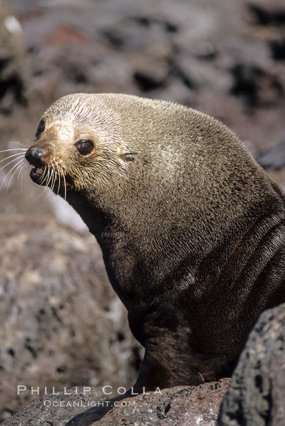 Guadalupe fur seal. Guadalupe Island (Isla Guadalupe), Baja California, Mexico, Arctocephalus townsendi, natural history stock photograph, photo id 10335