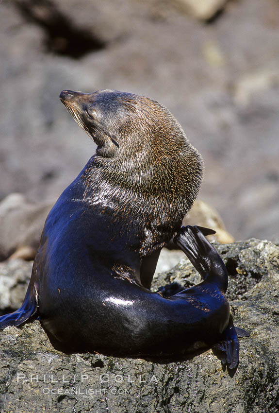 Guadalupe fur seal., Arctocephalus townsendi, natural history stock photograph, photo id 10339