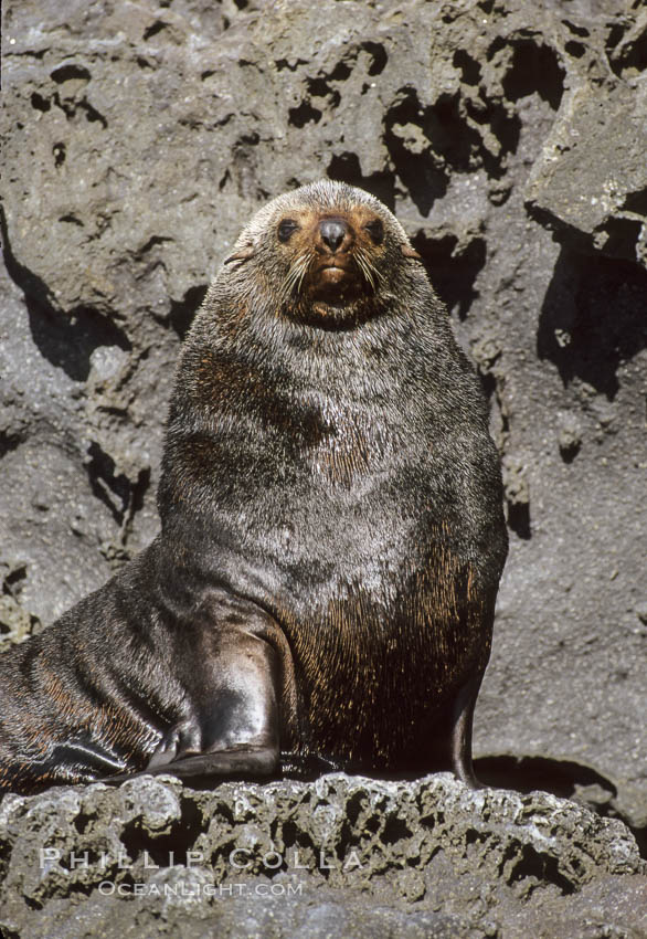 Guadalupe fur seal. Guadalupe Island (Isla Guadalupe), Baja California, Mexico, Arctocephalus townsendi, natural history stock photograph, photo id 10343