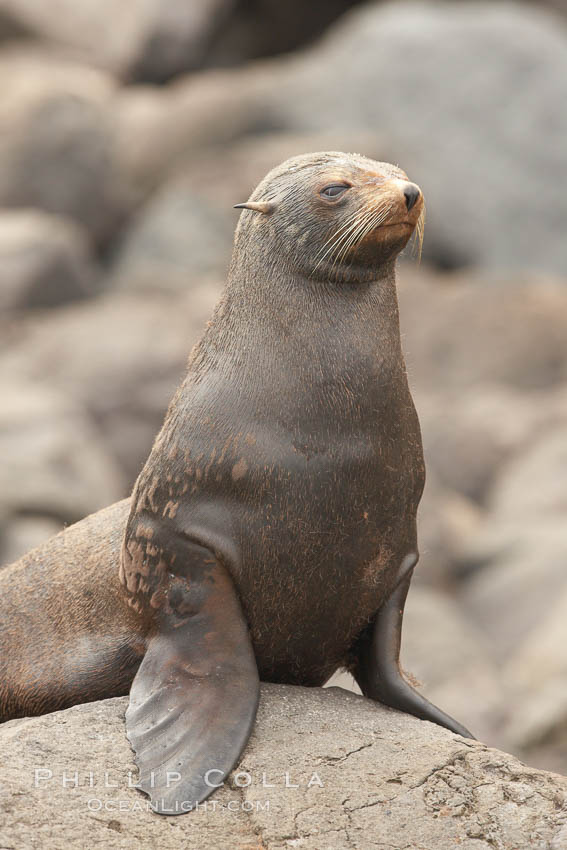 Guadalupe fur seal, hauled out upon volcanic rocks along the shoreline of Guadalupe Island. Guadalupe Island (Isla Guadalupe), Baja California, Mexico, Arctocephalus townsendi, natural history stock photograph, photo id 21351