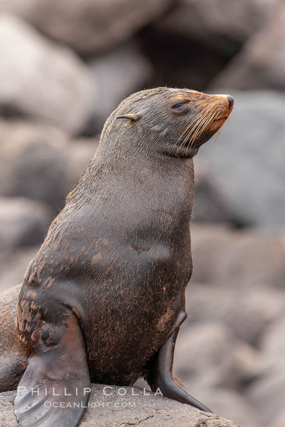 Guadalupe fur seal, hauled out upon volcanic rocks along the shoreline of Guadalupe Island. Guadalupe Island (Isla Guadalupe), Baja California, Mexico, Arctocephalus townsendi, natural history stock photograph, photo id 21443