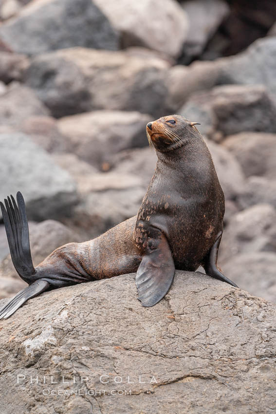 Guadalupe fur seal, hauled out upon volcanic rocks along the shoreline of Guadalupe Island. Guadalupe Island (Isla Guadalupe), Baja California, Mexico, Arctocephalus townsendi, natural history stock photograph, photo id 21471