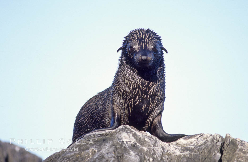 Guadalupe fur seal pup. Guadalupe Island (Isla Guadalupe), Baja California, Mexico, Arctocephalus townsendi, natural history stock photograph, photo id 10325