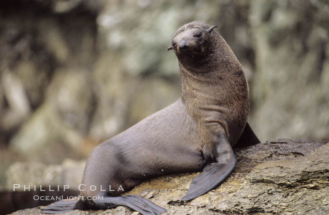 Guadalupe fur seal. Guadalupe Island (Isla Guadalupe), Baja California, Mexico, Arctocephalus townsendi, natural history stock photograph, photo id 10329