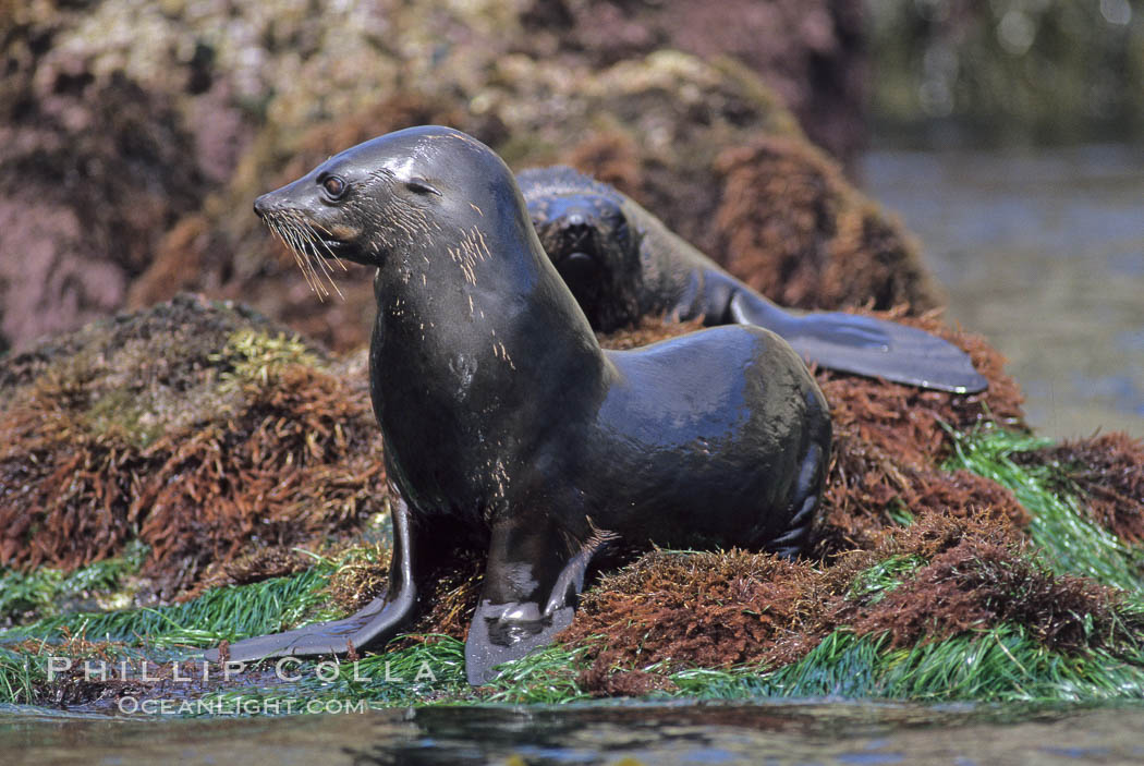 Guadalupe fur seal. Guadalupe Island (Isla Guadalupe), Baja California, Mexico, Arctocephalus townsendi, natural history stock photograph, photo id 10333